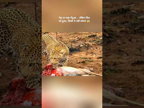 जब शेर भी पेड़ पर चढ़ गया... तेंदुए की उड़ गई नींद! 😱🐆🦁#shorts