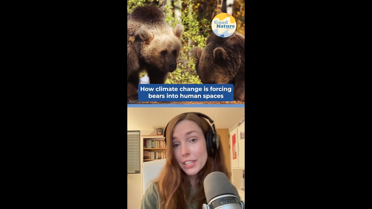 Why Are Bears Skipping Hibernation? #Shorts