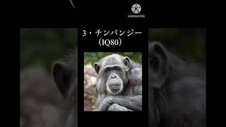 #shorts  IQの高い動物3選