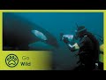 The Making Of Marine Mammals 9 9 Go Wild
