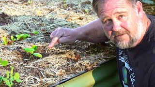 This EASY Garden TRICK Stops Rats Eating Your Seeds!