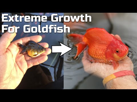 EXTREME GROWTH - How to Grow Goldfish FAST