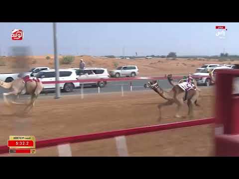 ش 28 (مبلش) لـ مبارك سالم سهيل خضره العامري 7:46:85 , مهرجان الشيخ محمد زايد 2025/12/27 لقايا الذيد