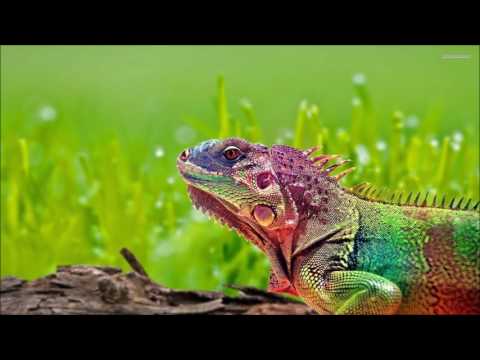 Jerry Royer - Limerencia