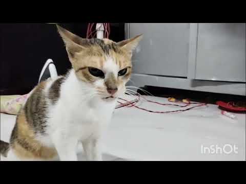 Ye ghar se jane ko tayar hi nahi hai