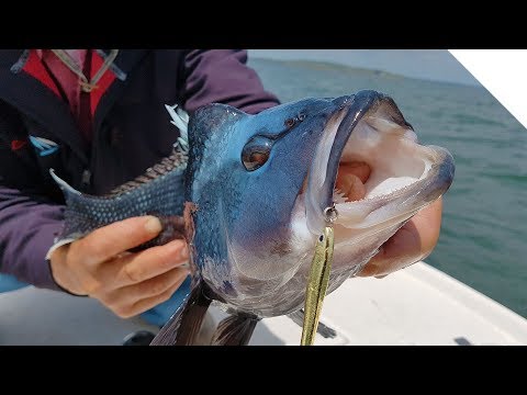 Raw Uncut Fishing - Non-Stop Sea Bass in Buzzards Bay