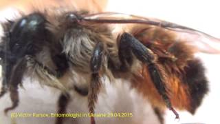 Find 15 Differencies Between Honeybee & Mason Bee?