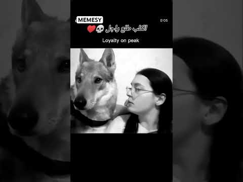 #chien #fidele #jaloux #maroc #best #algerie #tunisia #مصر #couple #comedia #shorts