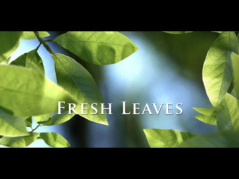 Fresh Leaves Video