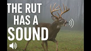 “This Is What the Rut REALLY Sounds Like — Grunting Bucks Chasing Does on Camera”