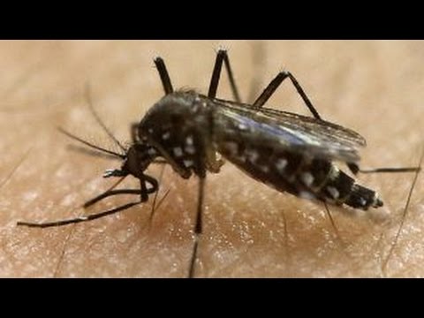 Preview: 'Fox News Reporting: Zika'