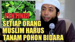 Download lagu Orang Muslim Harus Tanam Pohon Bidara || Ustadz Khalid Basalamah mp3