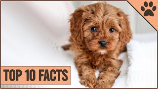 Cockapoo Dog Breed - Top 10 Facts