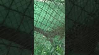 Download lagu Aashiq tera 💐💐💐🌹# panther ki Jabardast wook 🐯🐯🐯#short mp3 Download lagu Aashiq tera 💐💐💐🌹# panther ki Jabardast wook 🐯🐯🐯#short mp3
