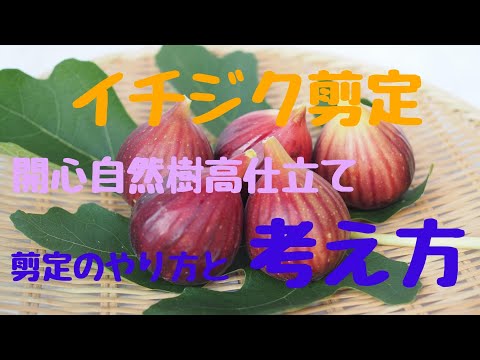 背が高すぎるイチジクの木を剪定するにはどうすればよいですか？簡単なヒントに従ってください。  庭園