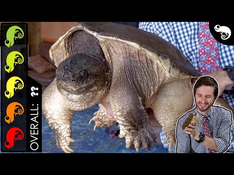 Common Snapping Turtle, The Best Pet Turtle?