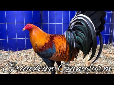 Beautiful Sweater Yellow Leg Hatch - GRANDVIEW FARM