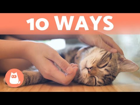 How Do CATS Show AFFECTION? 😽💕 10 Different Ways