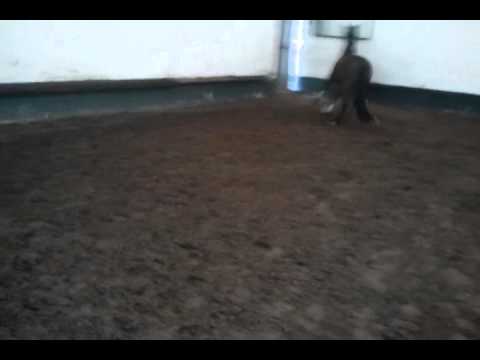 Rispina 3j.stute von royal angel/donnerschlag