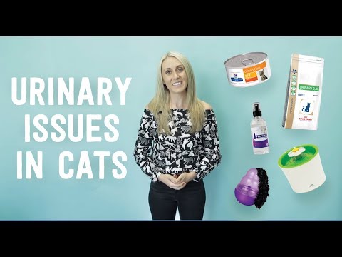 How to Prevent Urinary Issues in Cats