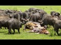 100 Buffalo vs Lion - Mad Buffalo herd killed the Lion | Leopard, Lion hunts Wildebeest but failed