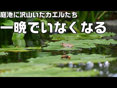 庭の池のプールにカエルを追い払う方法