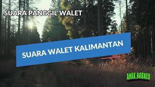 Download lagu Suara Walet Kalimantan Full Piyik - Suara Walet Terbukti Handal mp3 Download lagu Suara Walet Kalimantan Full Piyik - Suara Walet Terbukti Handal mp3