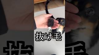 抜け毛がひどすぎるからワカメあげてみた！
