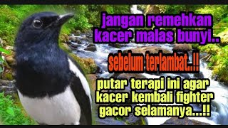 Download lagu TERAPI KACER MALAM HARI TERAPI KACER STRES TERAPI ... mp3