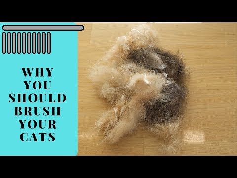 Cat Grooming - Why cat brushing is important for long-haired cats like Maine Coon or Siberian Cats