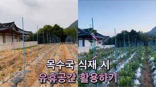 목수국 식재 유휴공간 활용하기! 늦게까지 꽃을 볼수있는 전지 시기!