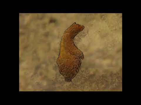 Brother bear - Indianen verhalen