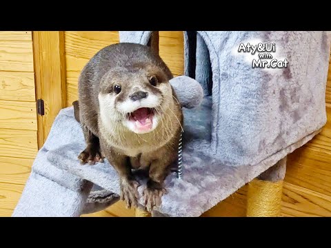 A Furious Otter Aty Is Unexpectedly Cute [Otter Life Day 900]