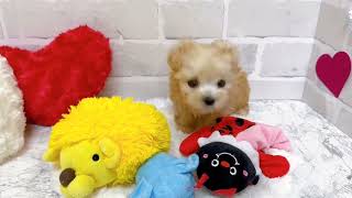 ハーフ犬の動画02