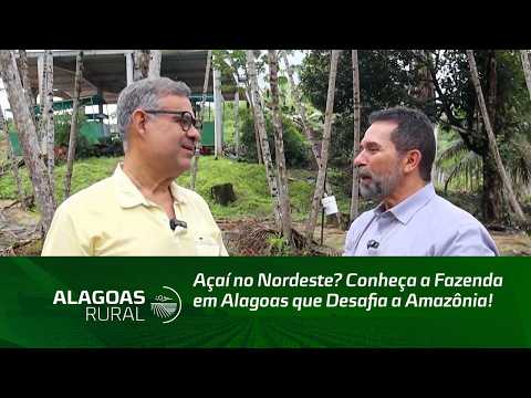 Açaí no Nordeste? Conheça a Fazenda em Alagoas que Desafia a Amazônia!