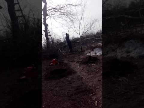 Dorel de la Mavrodin  2017