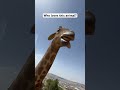 Who Loves This Animal Giraffe The World India Zoo Jordan