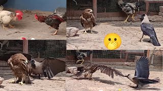Crow Attack On Eagle 🦅 - Kaawa Na Eagle Per Attack Ker Diya 😲 - Very Bad Attack | 3mbvlogs