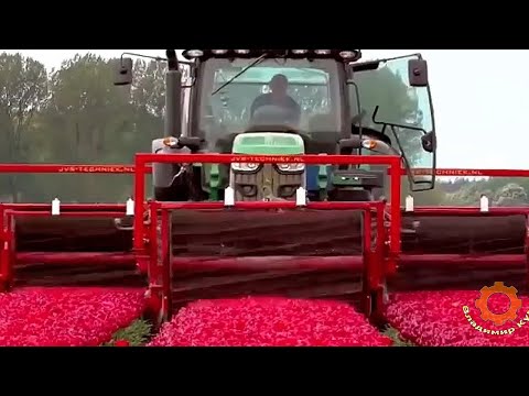 Amazing agricultural technology for the production of tulips in the Netherlands