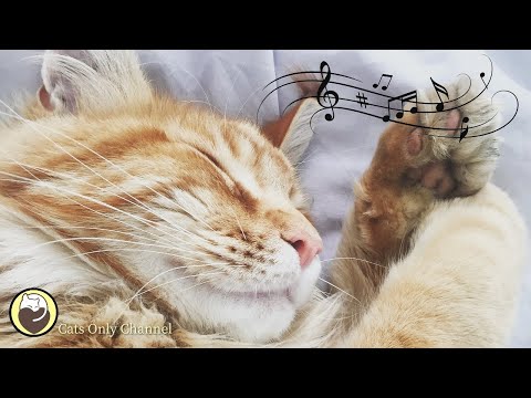 Katzenschnurren & 528 Hz Heilung Musik - Stressabbau, Entspannung, Tiefschlafmusik
