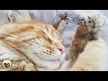 Cat Purring Sounds & 528 Hz Healing Music - Stress Relief, Relaxation, Deep Sleep Music