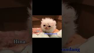 Download lagu Iklim - Suci Dalam Debu [Part 2] mp3