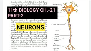 Class 11 Biology|Ch.-21 |Part-2||Neuron||Study with Farru