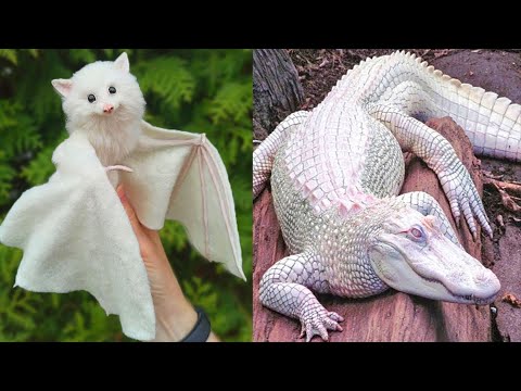 10 Most Beautiful Albino Animals | Things Around