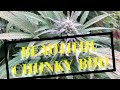 Colourful  chunky buds on my Out door cannabis grow #flowering #cannabis