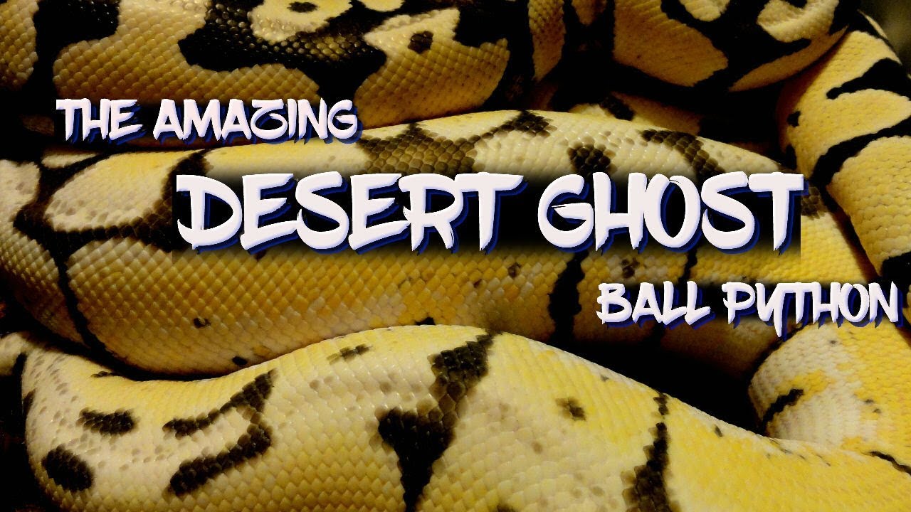 The Amazing Desert Ghost Ball Python