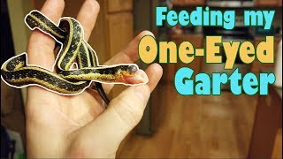 Feed my Pet Friday: Nearly Headless Nick! by Snake Discovery