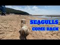 SEAGULLS COME BACK Beachdogs Beachlife Kimcheekoreanana Incheon Mykoreanization Dogsinkorea
