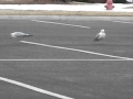 FIRST Video Of Ring Billed Gulls Larus Delawarensis