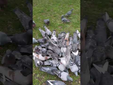 🕊️🕊️Miejskie Gołębie w parku🕊️@ewak7702